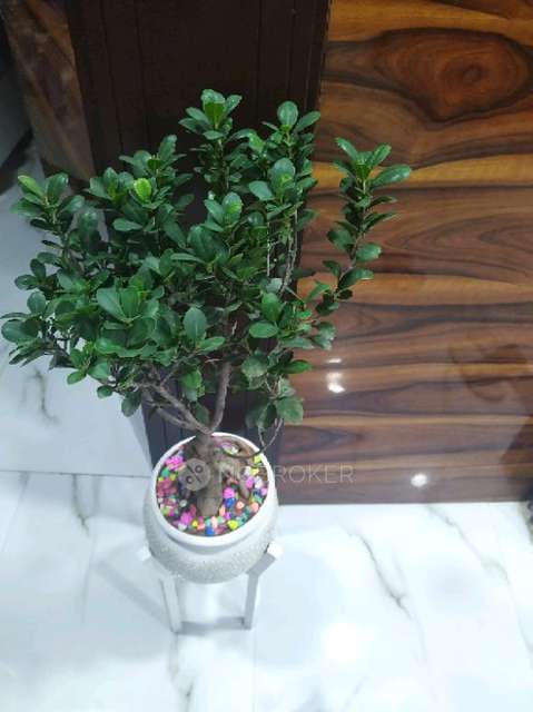 3 BHK Flat For Sale  In 31, Main Rajapuri Rd, Subhash Park Extn, Jain Colony, Uttam Nagar, New Delhi, Delhi, 110059, India