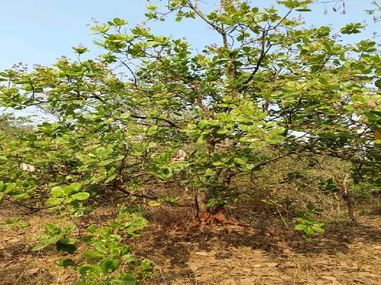 Plot For Sale  In Guhagar