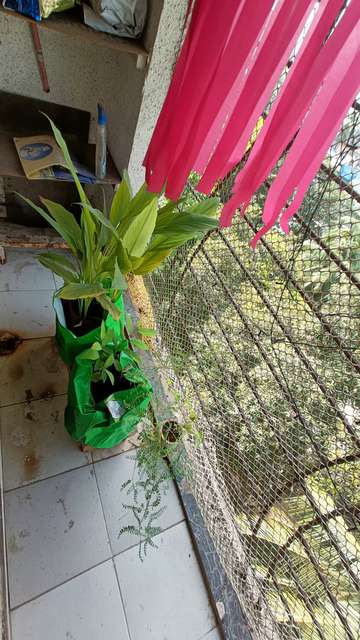 2 BHK Flat In Dhanasampada Society For Sale  In Mulund East