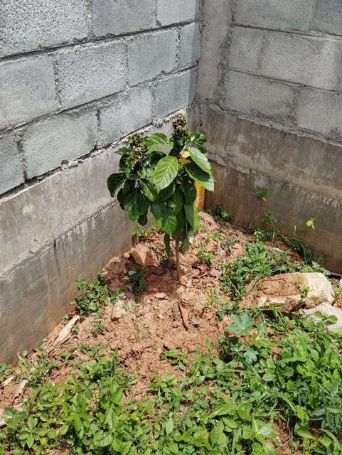 Plot For Sale  In Samruddhi Green Valley In Dommasandra