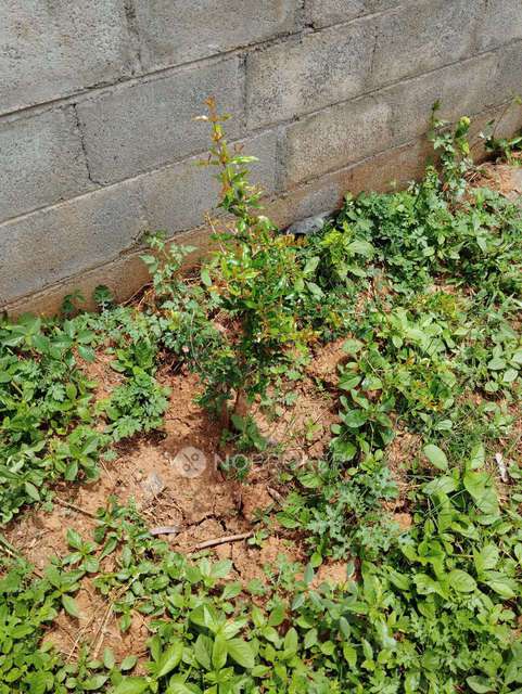 Plot For Sale  In Samruddhi Green Valley In Dommasandra