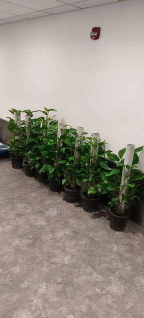 1 BHK Flat In Trisara Our Homes 3 For Sale  In Sohna