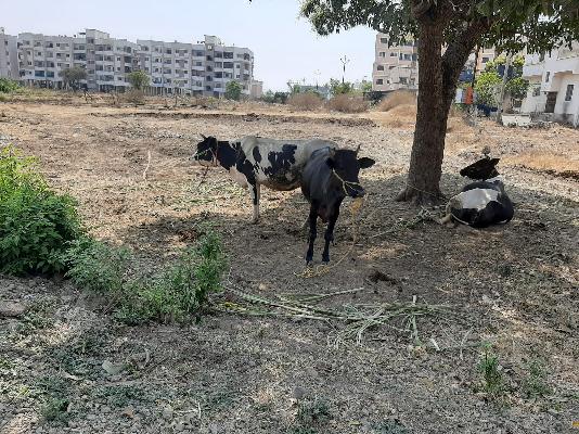 Plot For Sale  In Saswad Road Bus Stop