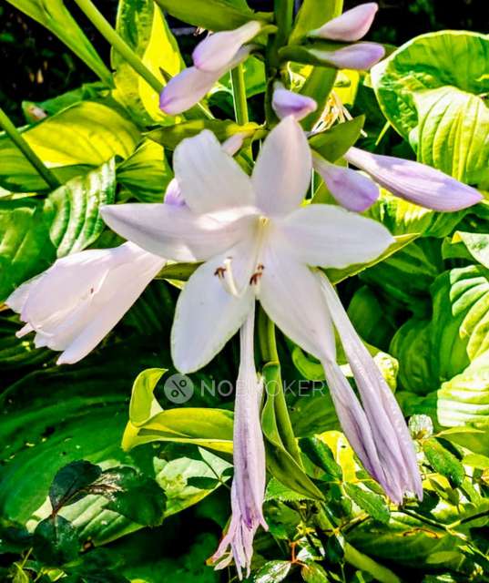 2 BHK Flat In Sun Rise Apartment For Sale  In  Baprola