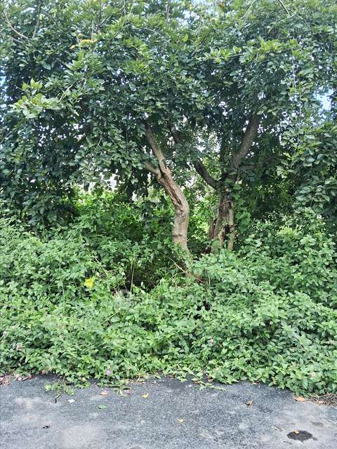 Plot For Sale  In Lal Bahadur Shastri Nagar