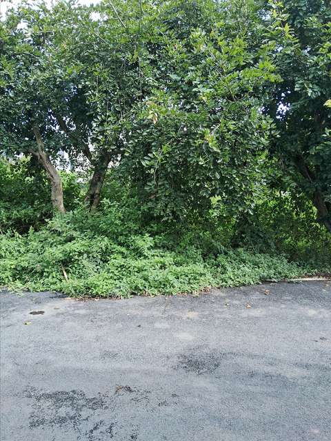 Plot For Sale  In Lal Bahadur Shastri Nagar