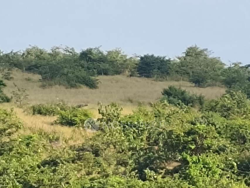 Plot For Sale  In Mangaon Kolad