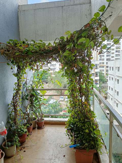 2 BHK Flat In Mulik Luxuria for Rent  In Wagholi