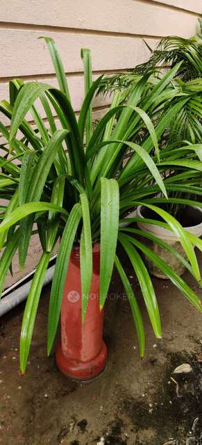 4 BHK Flat In Uppal Southend For Sale  In Sector 69