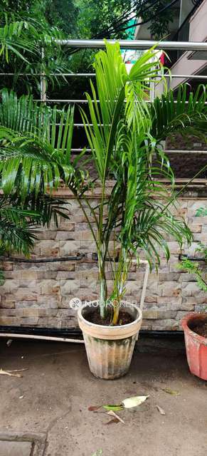 4 BHK Flat In Uppal Southend For Sale  In Sector 69