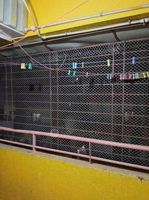 1 BHK Flat In Sai Nagari for Rent  In Mundhwa