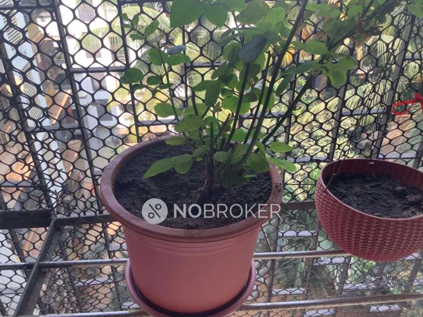 1 BHK Flat In Ashapura Heritage,  For Sale  In Charkop