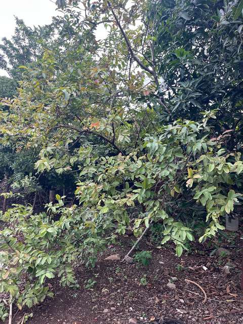 Plot For Sale  In Jagdamba Park In Kolwadi