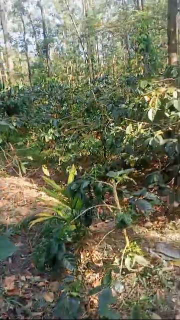 Plot For Sale  In Chikkamagaluru Coffee ??????????? ????
