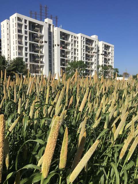 2 BHK Flat In Krisala 41 Estera for Rent  In  Punawale