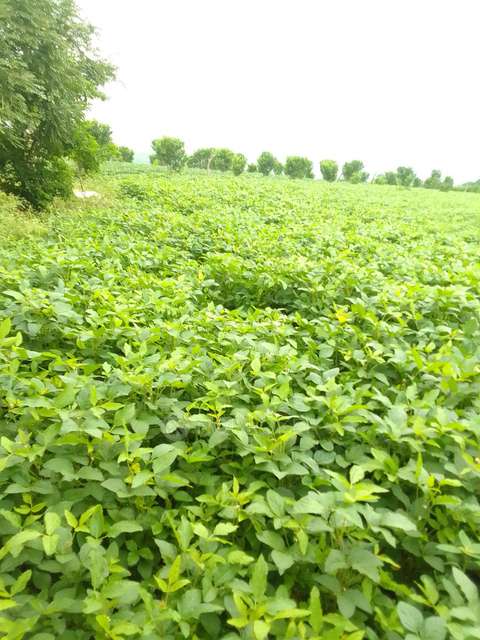 Plot For Sale  In Sarle Farmhouse Sell Betul Mp In Sector 2