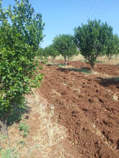 Plot For Sale  In Sarle Farmhouse Sell Betul Mp In Sector 2