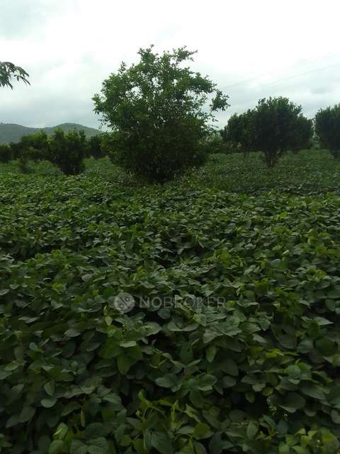 Plot For Sale  In Sarle Farmhouse Sell Betul Mp In Sector 2