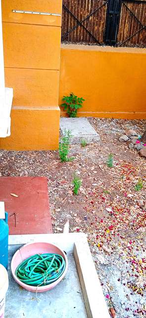3 BHK House for Rent In Flora City