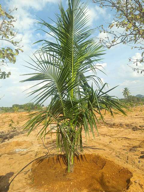 Plot For Sale  In Sn Terrarium In Chikkaballapur