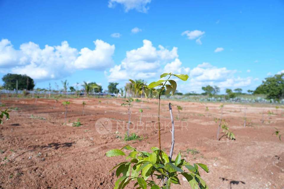 Plot For Sale  In Sn Terrarium In Chikkaballapur