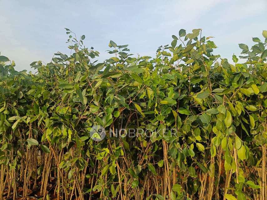 Plot For Sale  In Sn Terrarium In Chikkaballapur