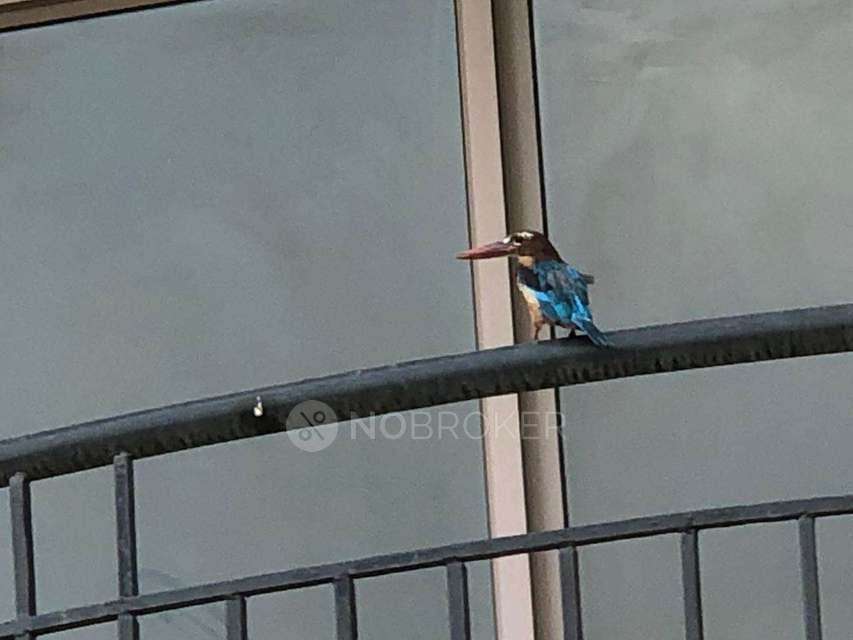 4 BHK Flat In Nbcc Heights,  Sector 89, Gurgaon For Sale  In  Sector 89, Gurgaon