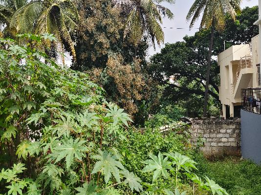 Plot For Sale  In Nisarga Orchid Layout In Nagarbhavi