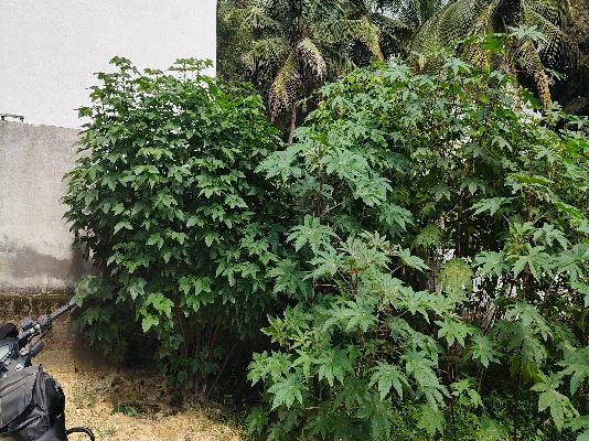 Plot For Sale  In Nisarga Orchid Layout In Nagarbhavi