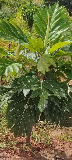 Plot For Sale  In Aromasandolo In Yelahanka New Town