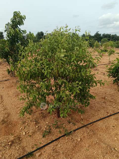 Plot For Sale  In Aromasandolo In Yelahanka New Town