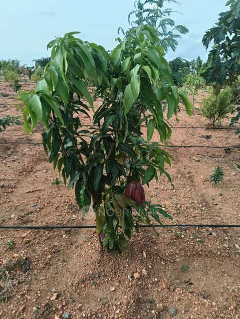 Plot For Sale  In Aromasandolo In Yelahanka New Town