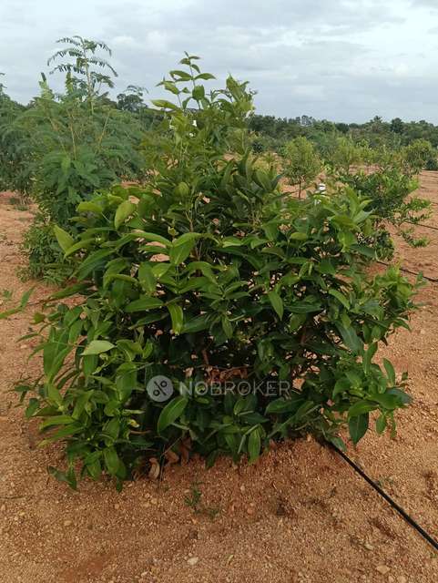 Plot For Sale  In Aromasandolo In Yelahanka New Town