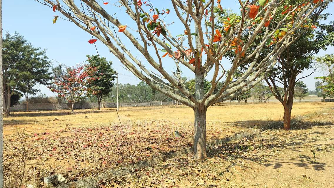 Plot For Sale  In Palm Island In Aradeshanahalli Gate (towards Doddaballapura)