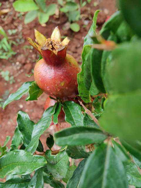 3 BHK House for Rent  In Phursungi