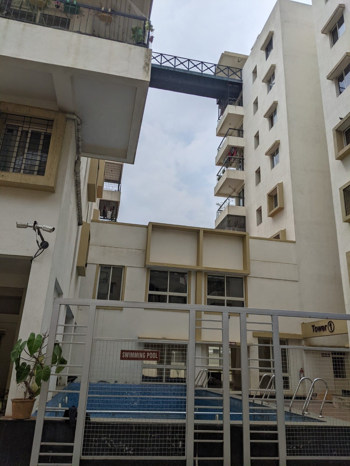 Dhammanagi Sumo Leaves