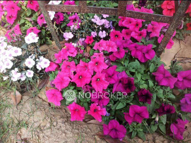 2 BHK Flat In Ats Allure For Sale  In Ch6r+7r7, Urf, Nyana, Aminaabad Urf Nyana, Uttar Pradesh 203202, India