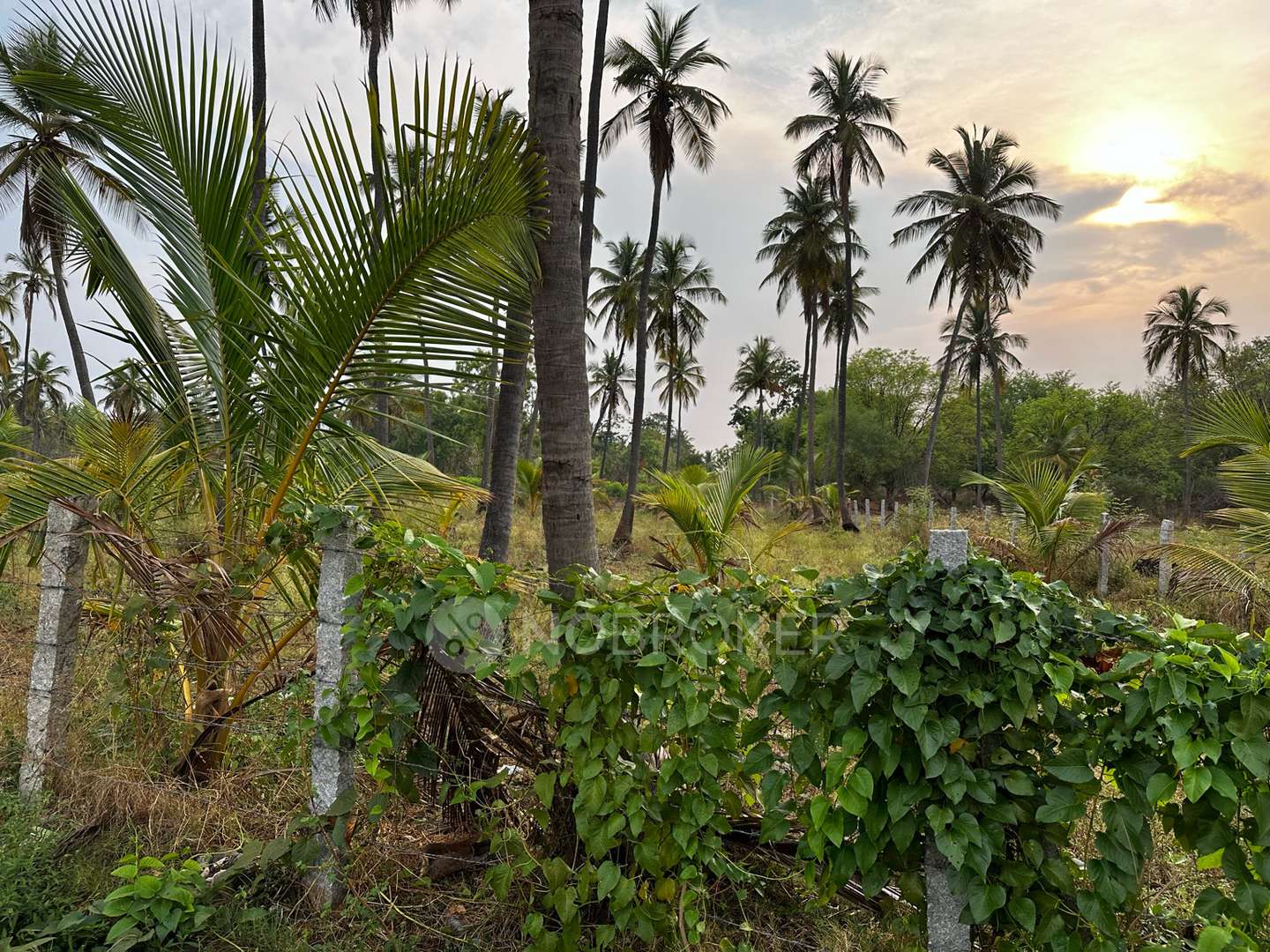 Plot For Sale  In Tungani Branch Post Office