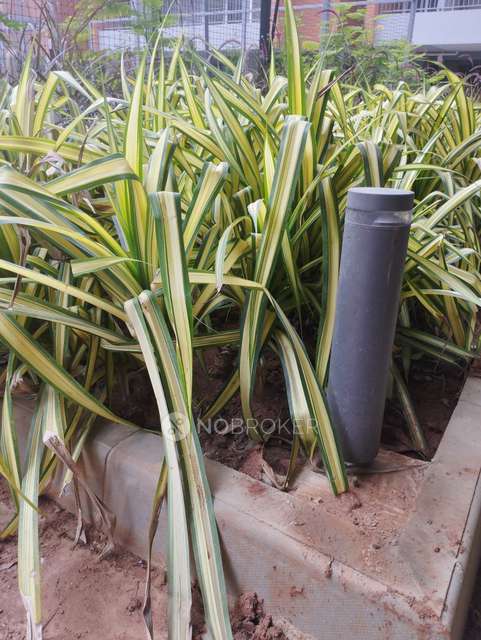 3 BHK Flat In Modern Spaaces Engrace Phase 2 For Sale  In Kada Agrahara 