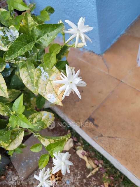 3 BHK Flat In Latis Co-operative Housing Society  for Rent  In Talegaon Dabhade 