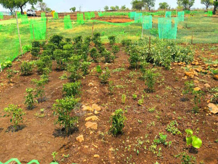 Plot For Sale  In Narayanakhed Sangared