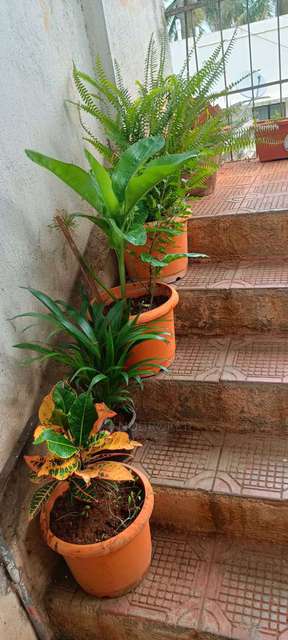 Shared Room for Female In 1 RK  In Atharav Apts In Shaniwar Peth