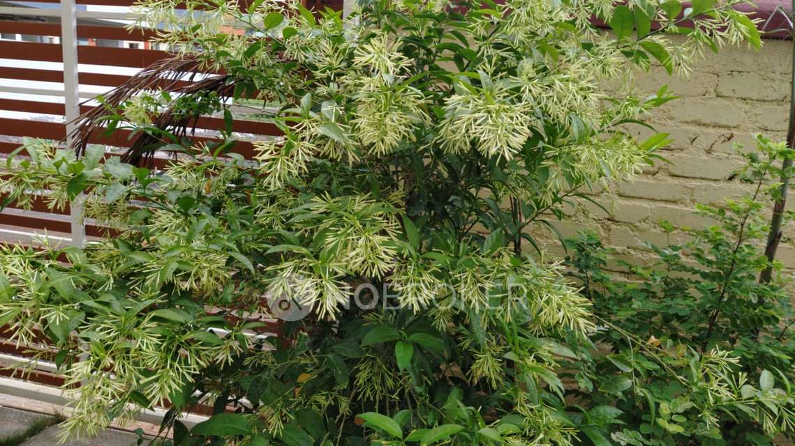 3 BHK Flat In Akola Pride Building for Rent  In Lohegaon