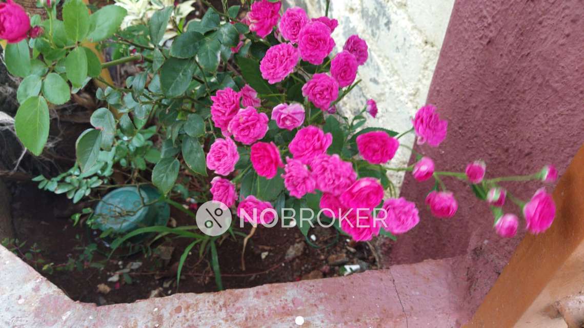 3 BHK Flat In Akola Pride Building for Rent  In Lohegaon