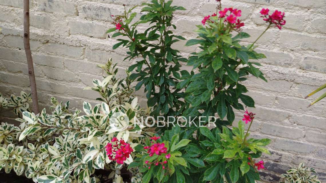 3 BHK Flat In Akola Pride Building for Rent  In Lohegaon