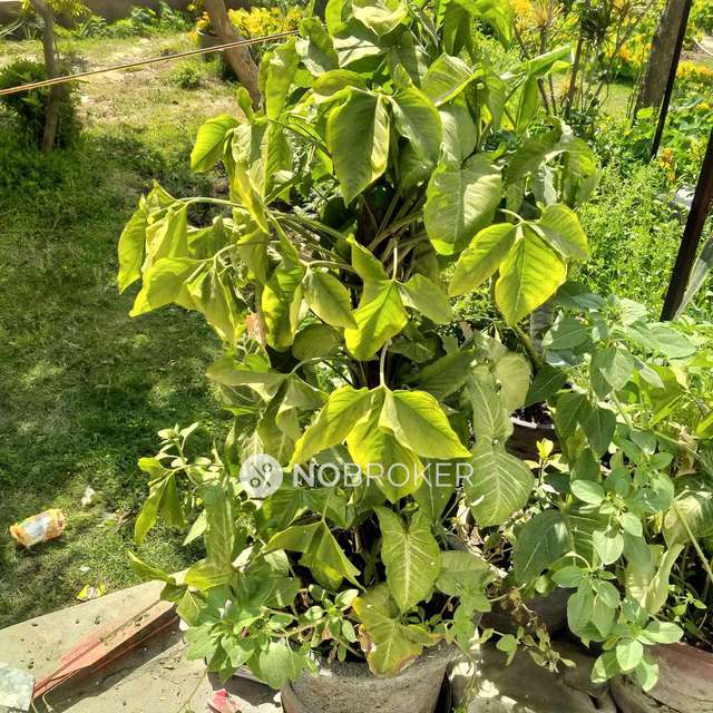 2 BHK House For Sale  In Sector 22