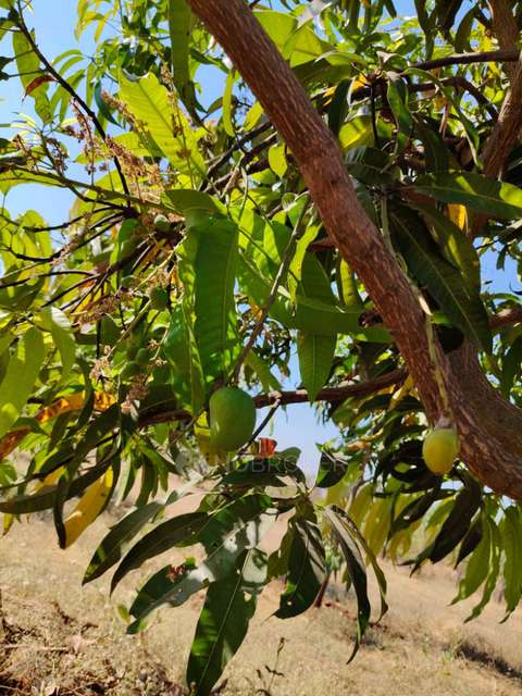 Plot For Sale  In Plot For Sale In Boradpada Road