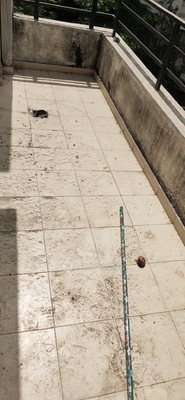 2 BHK Flat In Venkatesh Villa for Rent  In Baner