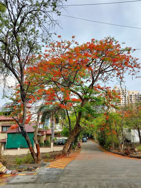 2 BHK Flat In Nyati Highland for Rent  In Mohammed Wadi