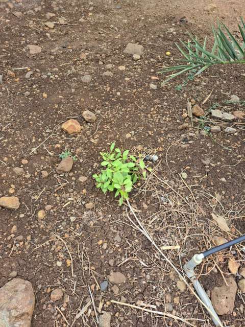 Plot For Sale  In 25, Kavuri Hills Rd, Kavuri Hills, Madhapur, Hyderabad, Telangana 500081, India